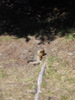Squirrel-zilla