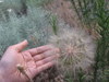 Dandelion Seeds